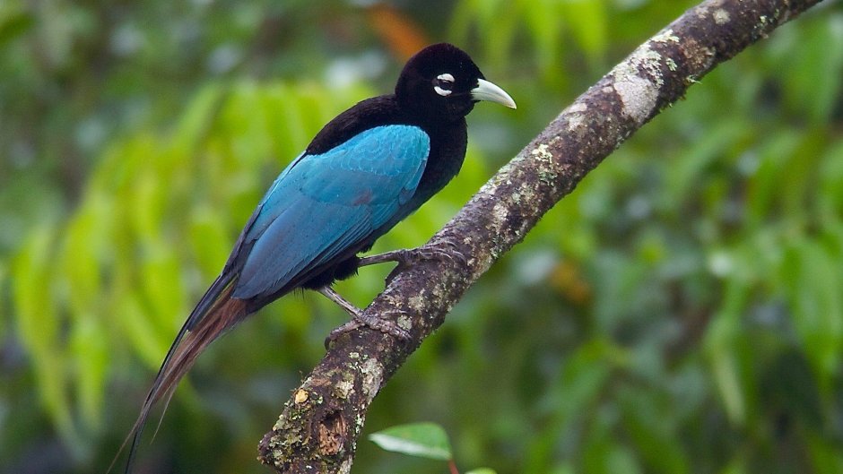 Paradisaea Rudolphi