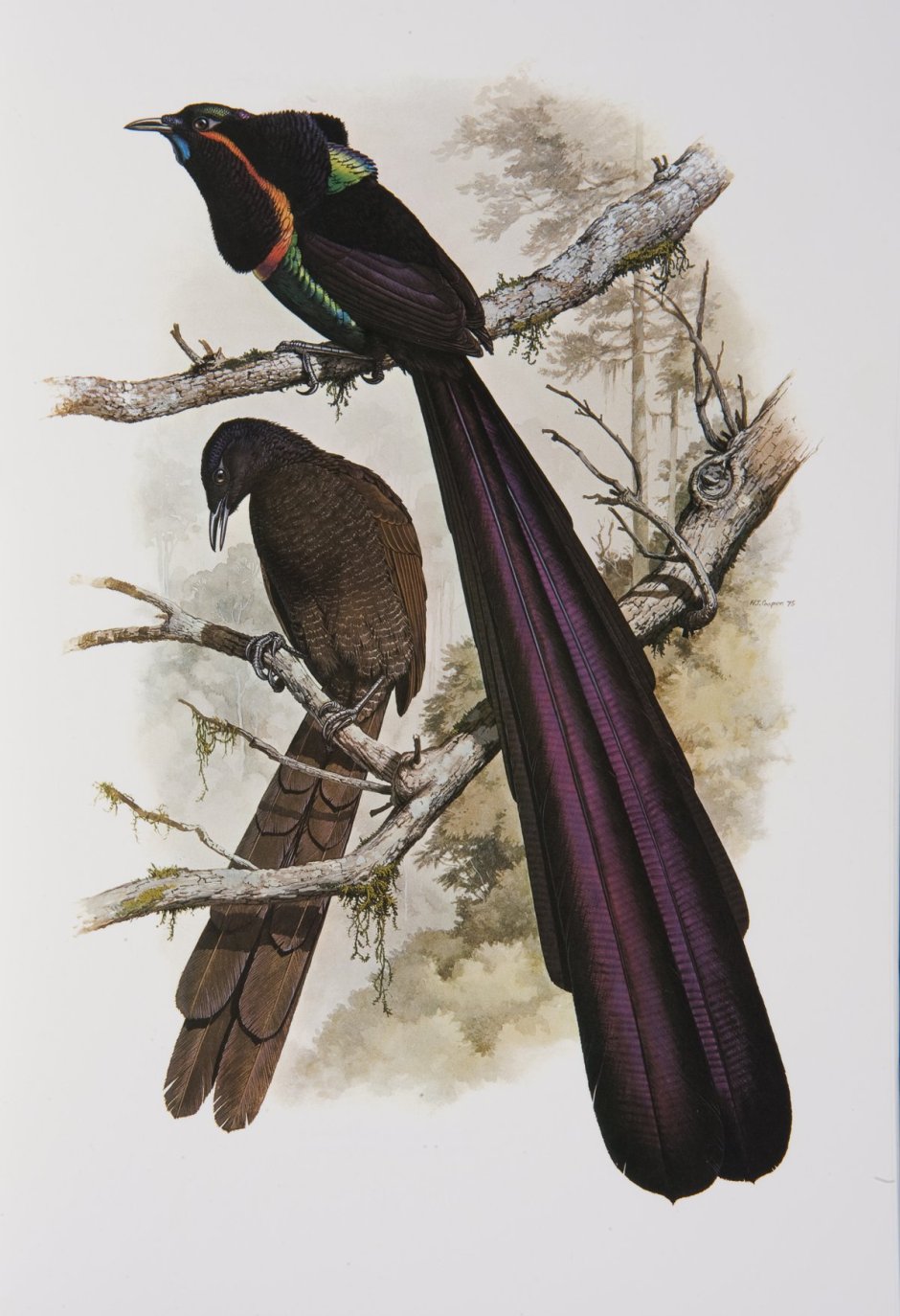 Astrapia stephaniae