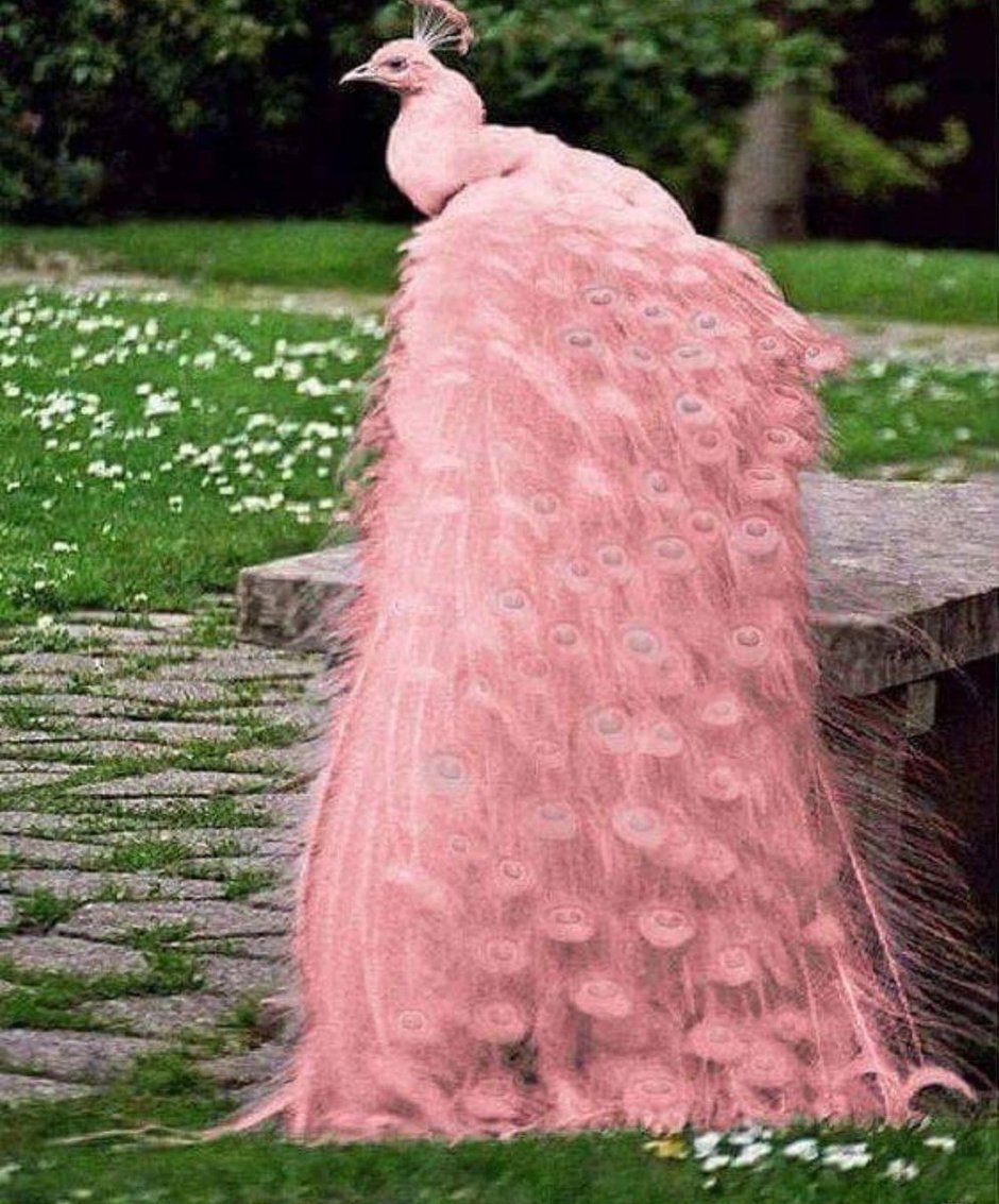 Самые красивые птицы