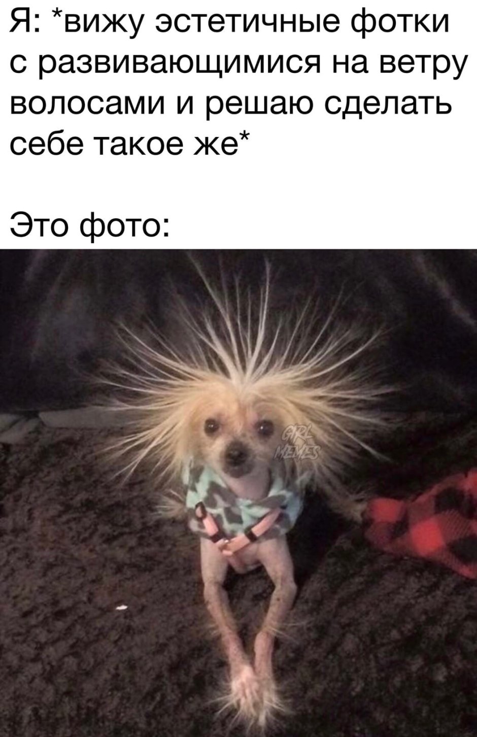 Китайская хохлатая сутулая