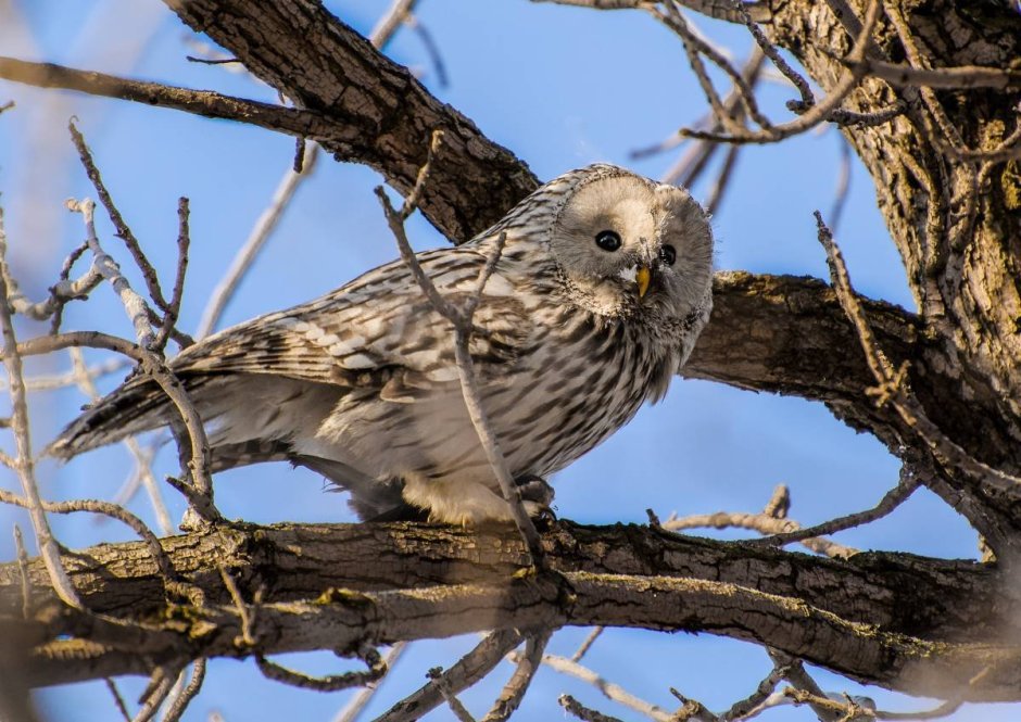 Длиннохвостая неясыть (Strix uralensis)