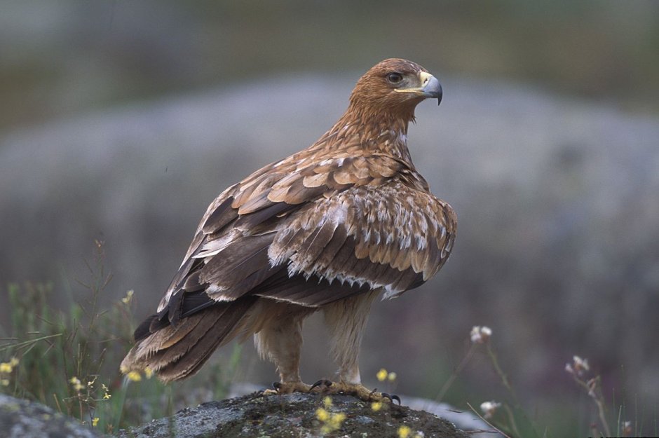Могильник (Aquila heliaca)