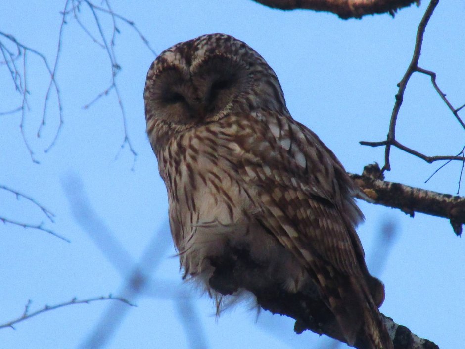 Длиннохвостая неясыть (Strix uralensis)