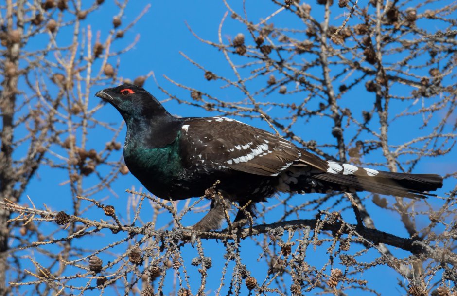 Black-billed Capercaillie