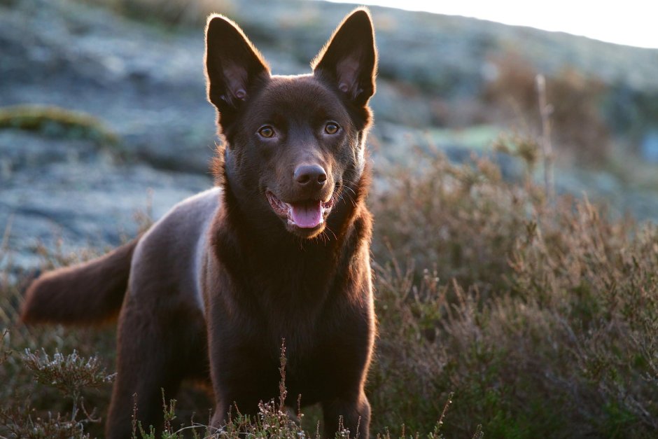 Овчарка келпи