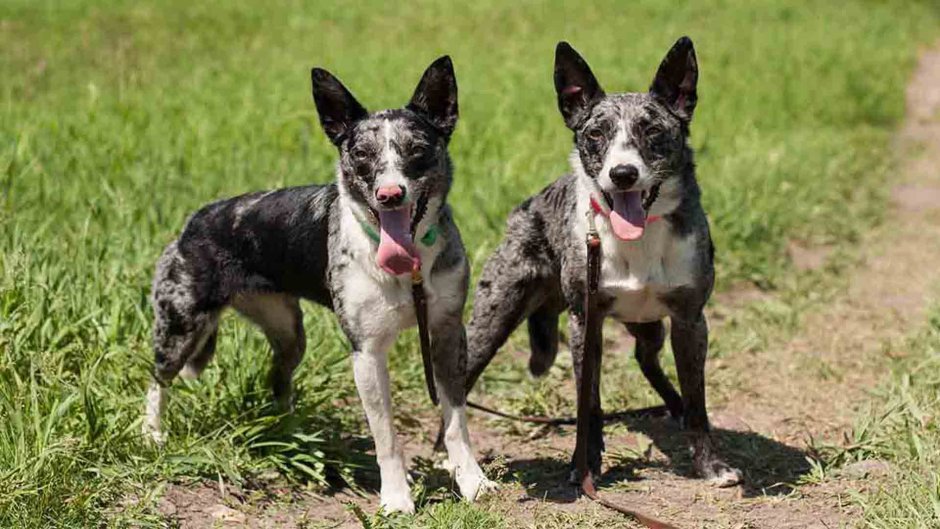 Кули (порода собак)