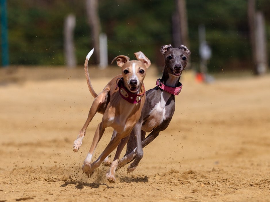 Левретка тигрового окраса