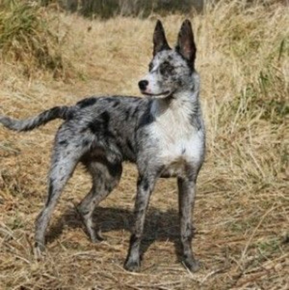 Джамен кули собака