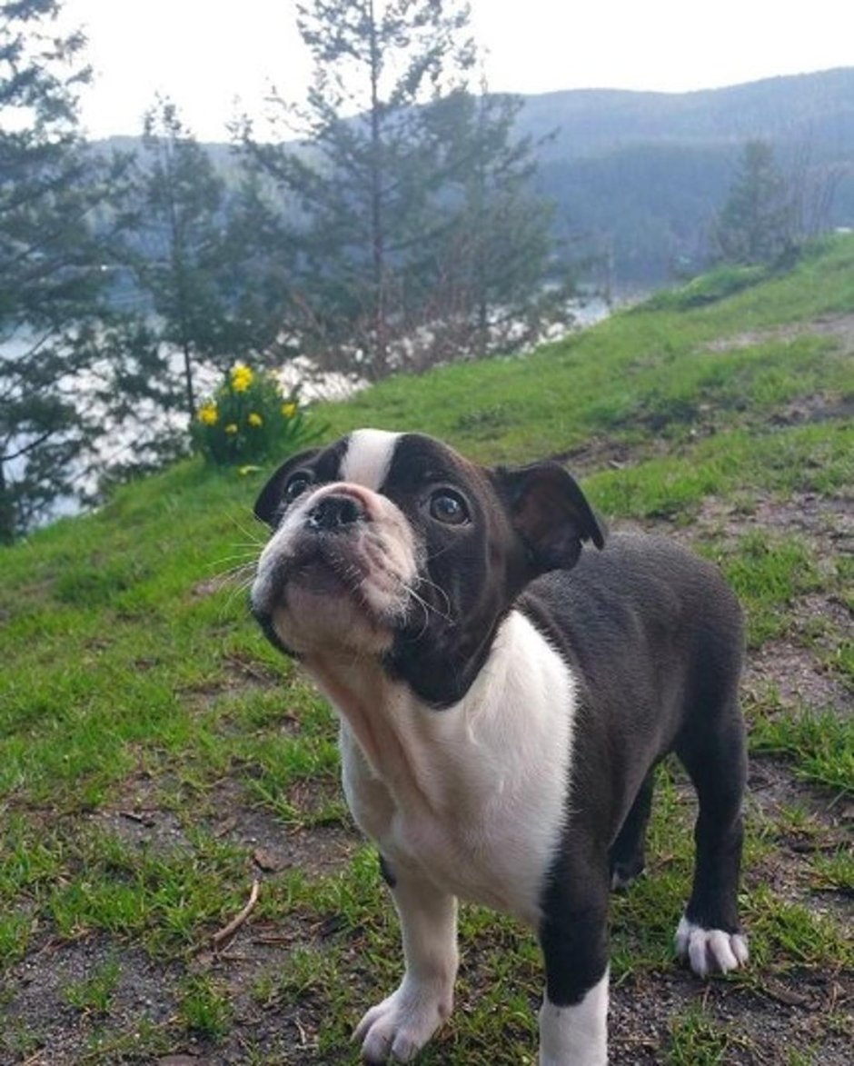 Кули (порода собак)