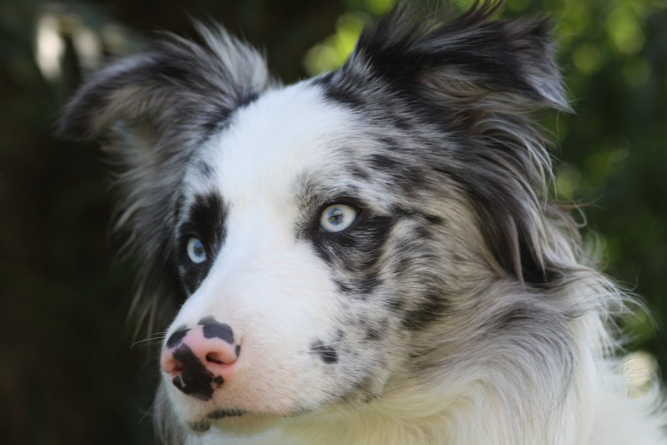 Бордер колли Блю Мерль