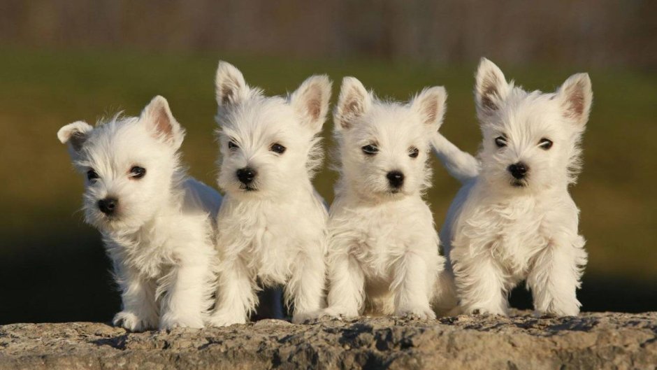 Уэст хайленд Уайт терьер