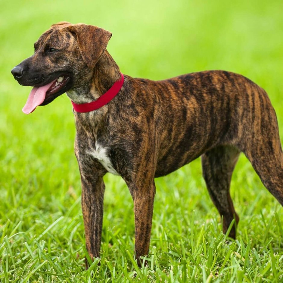 Древесная теннессийская тигровая