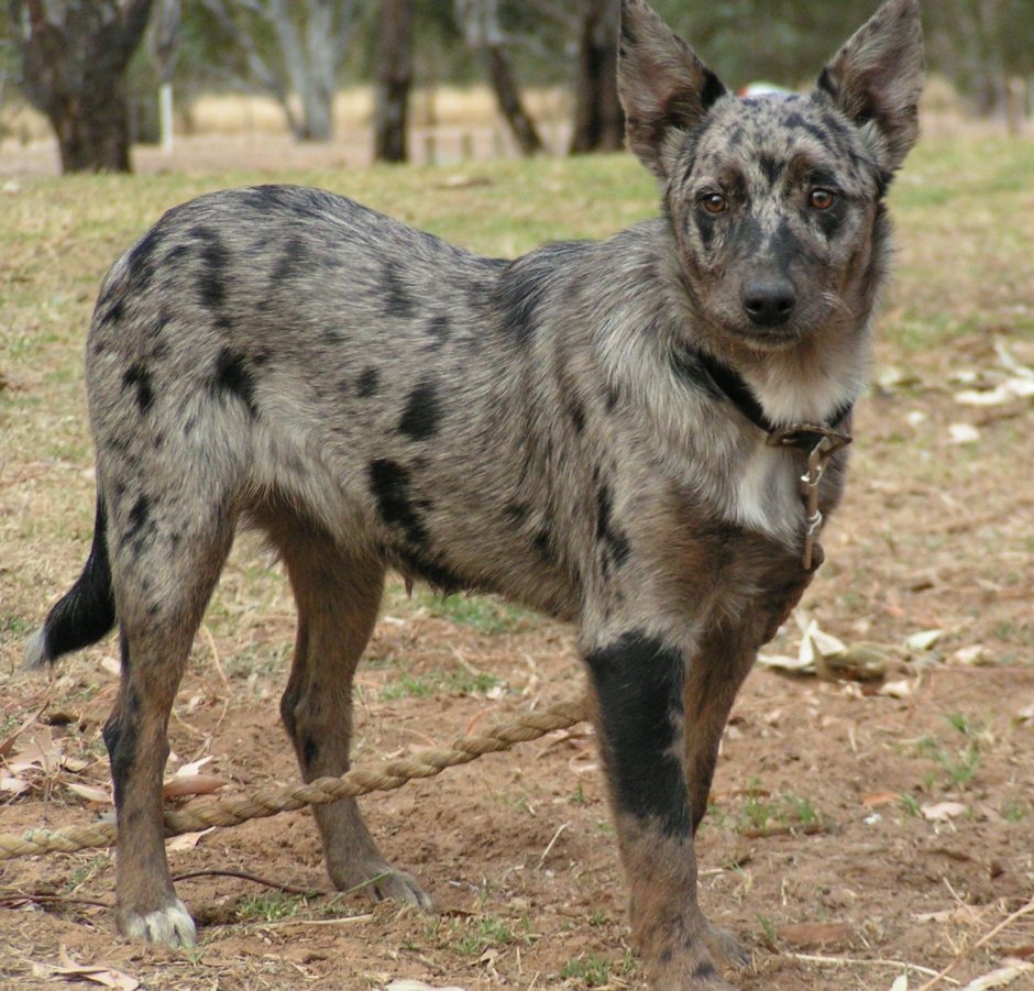 Австралийский Хилер окраса Нерль