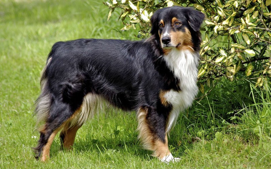 Австралийская овчарка / Australian Shepherd