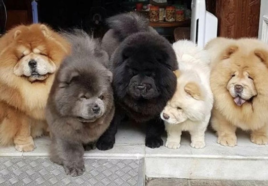 Пандовые чау чау