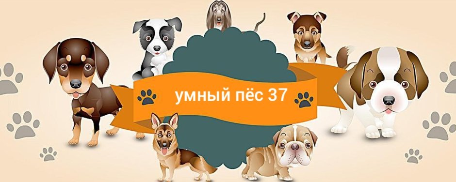 Собачка вельш корги