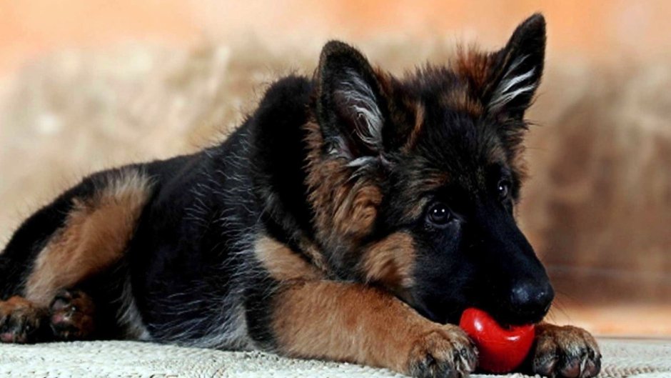 German Shepherd немецкая овчарка щенок
