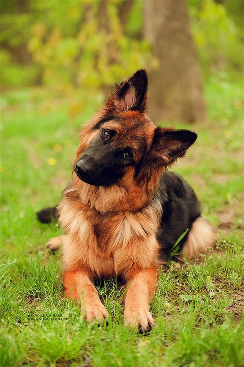 German Shepherd немецкая овчарка