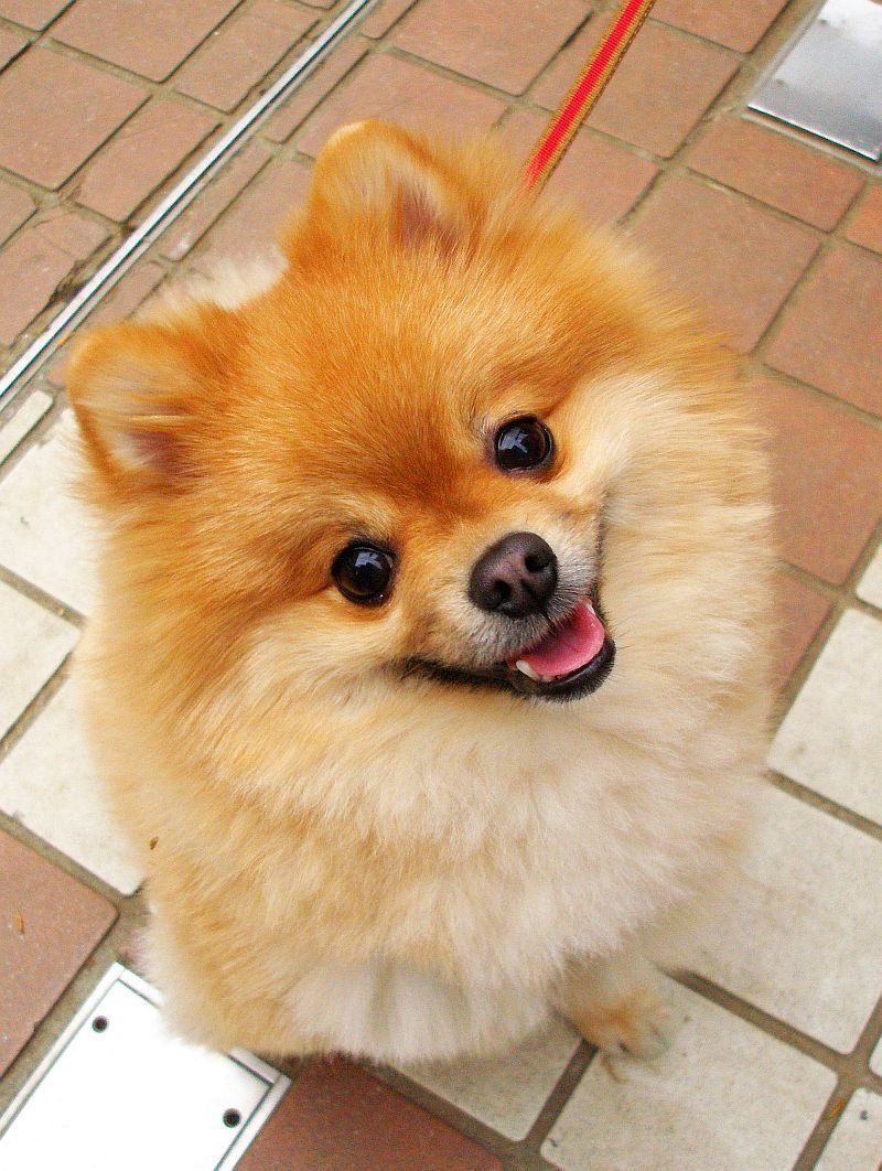 Шпиц померанский улыбка