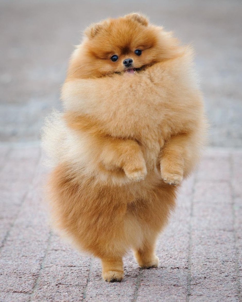 Шпиц померанец