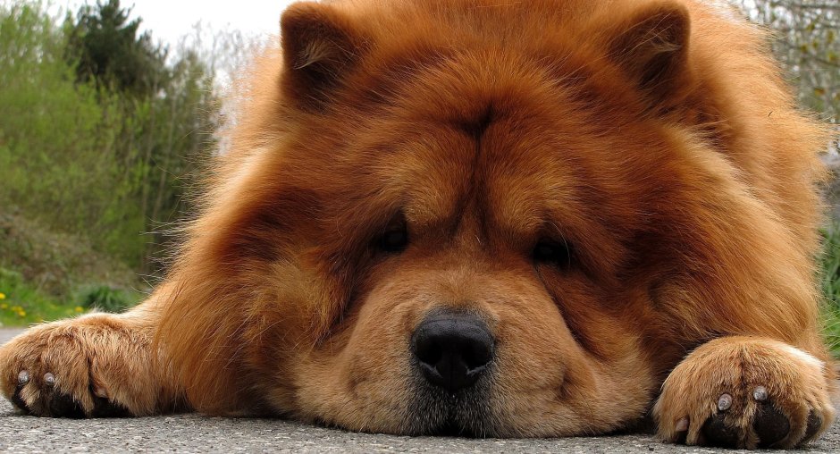 Собака собака чау чау