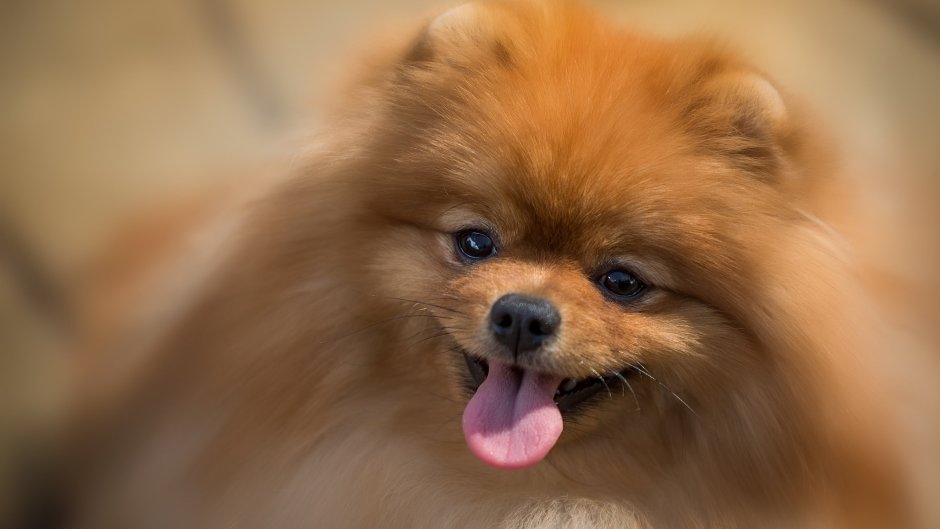 Померанский шпиц мордочка