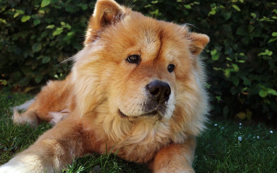 Чистокровный чау чау