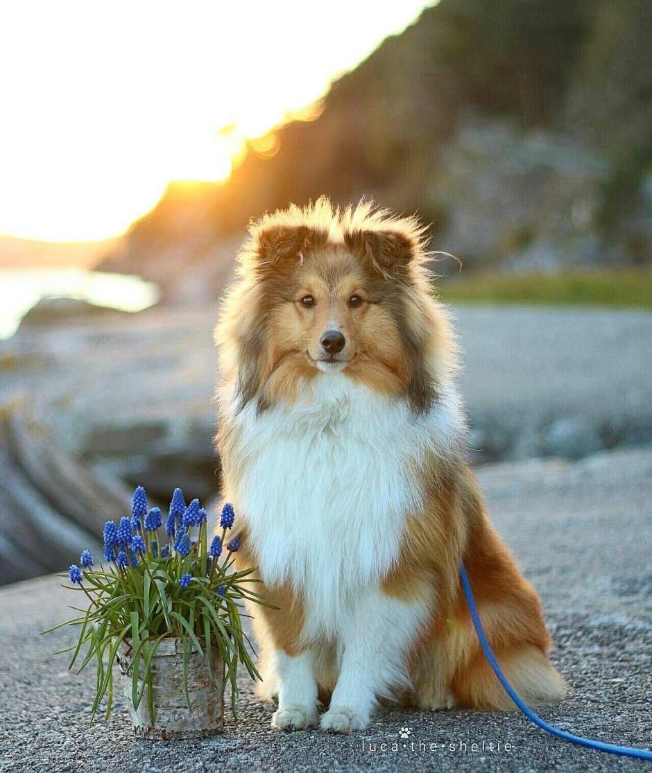 Шетландская овчарка шелти