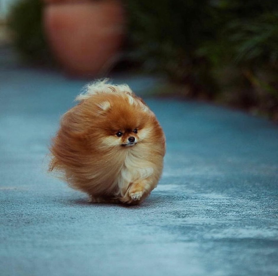 Померанский шпиц Браун