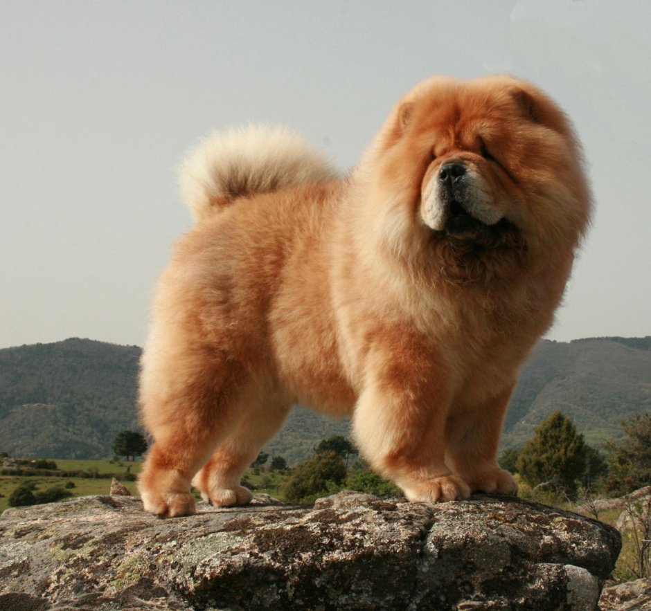 Чау чау рыжий