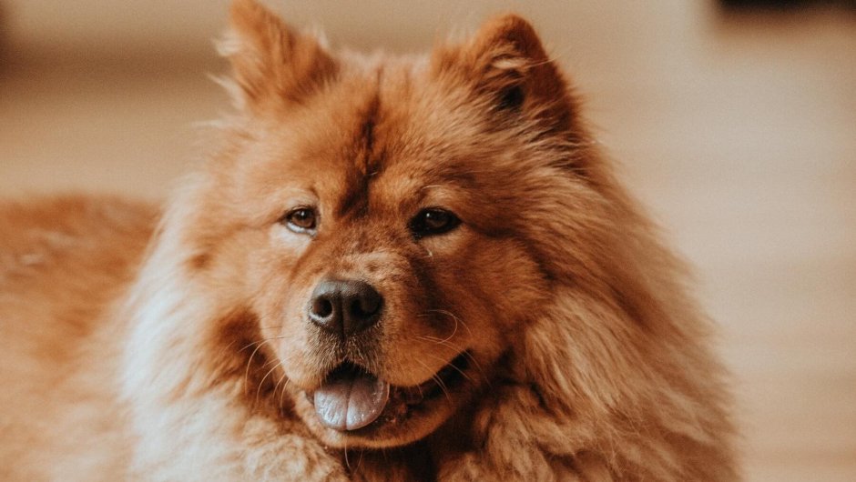 Рыжая пушистая собака