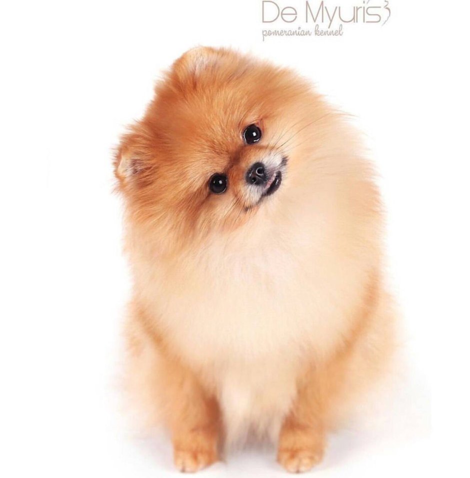 Померанский шпиц Teacup.