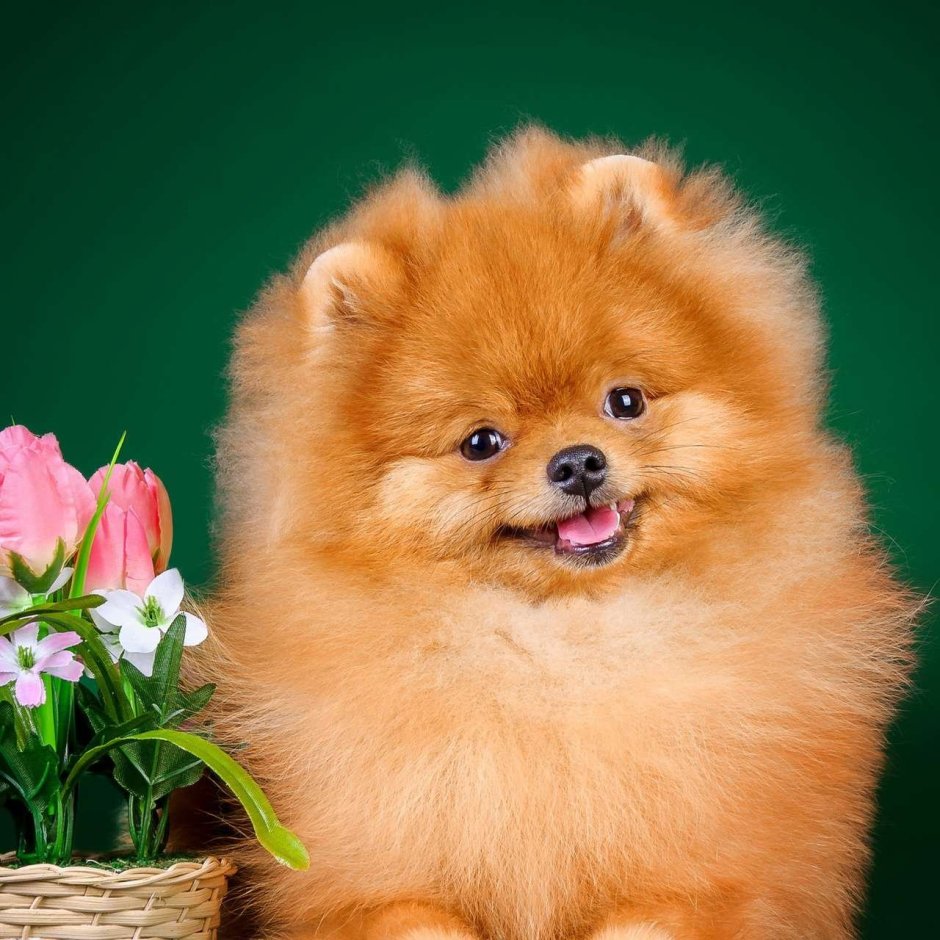 Померанский шпиц