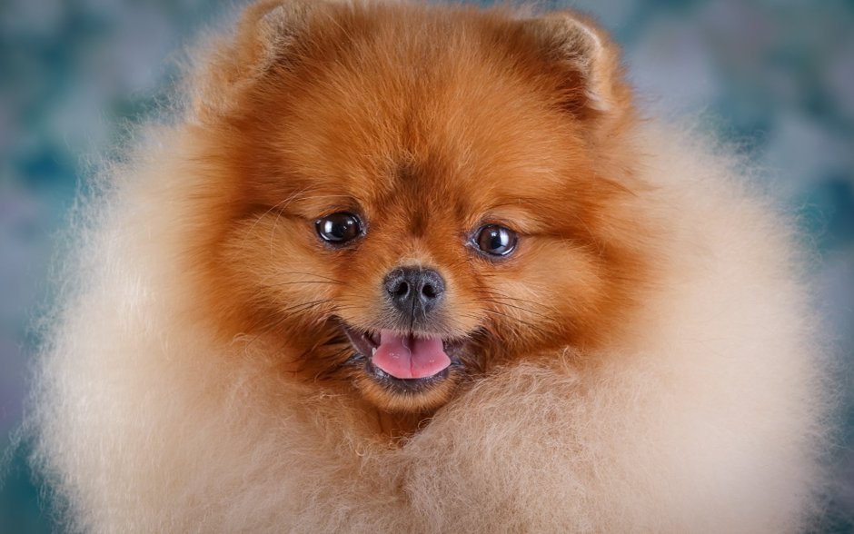 Померанский шпиц