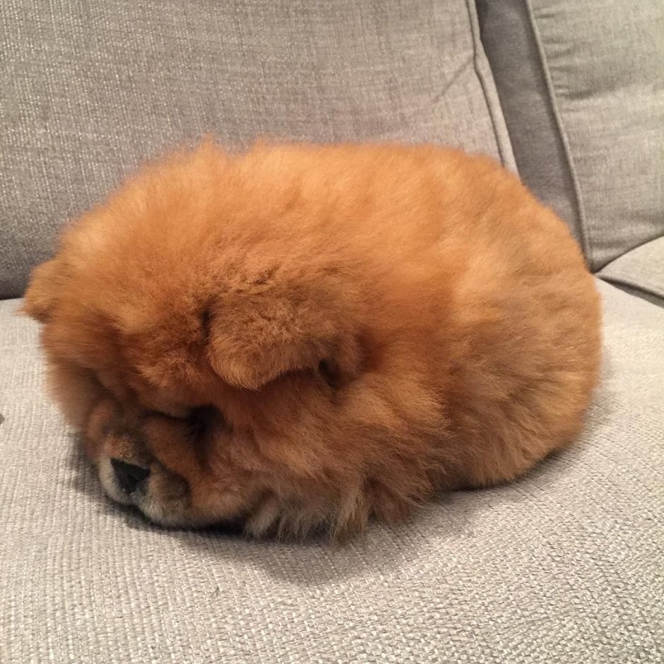 Померанский шпиц глазки