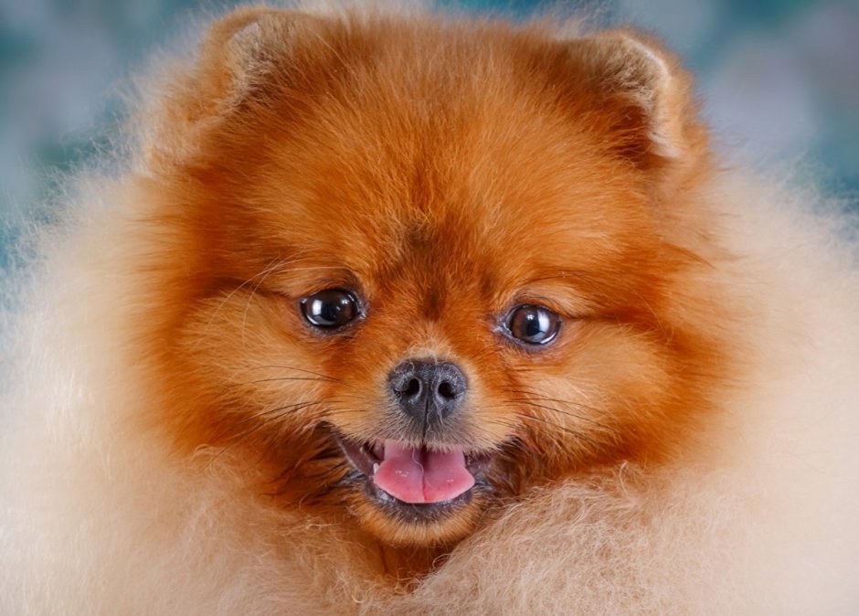 Чау чау альбинос