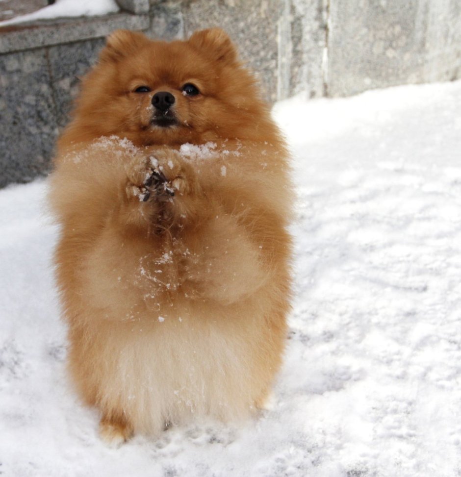 Боня шпиц померанский