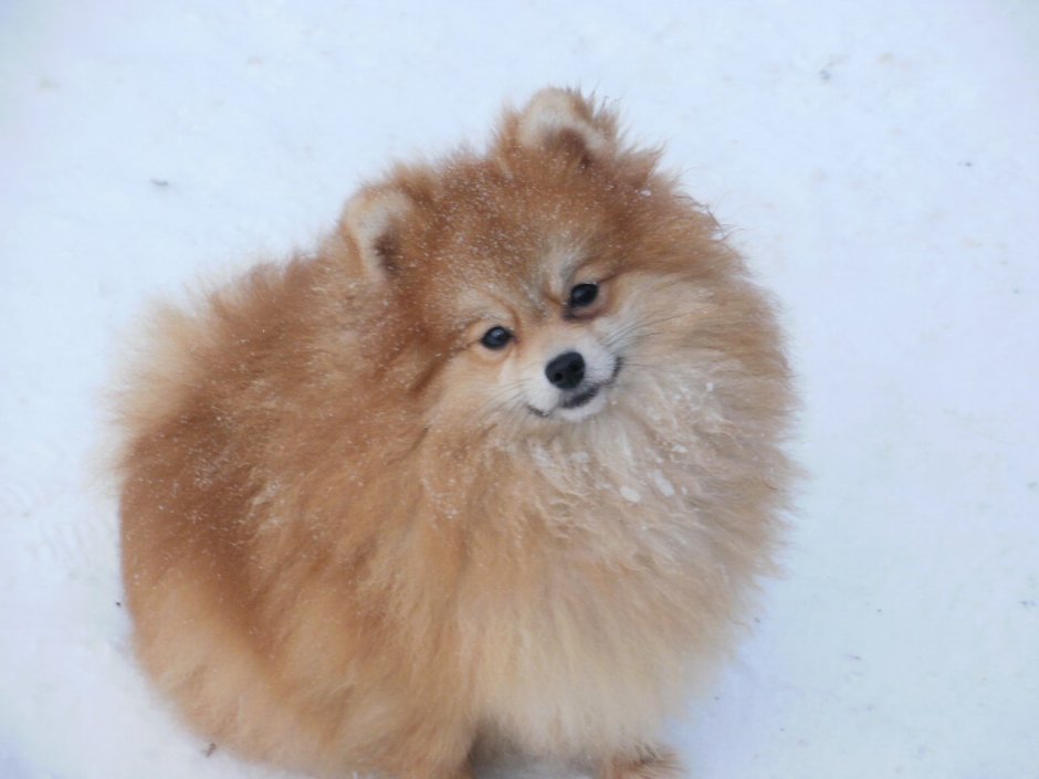 Песочный немецкий шпиц