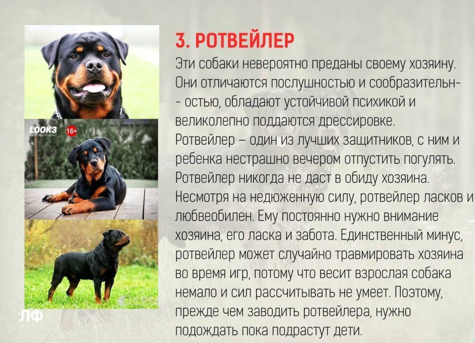 Бордер колли взрослая