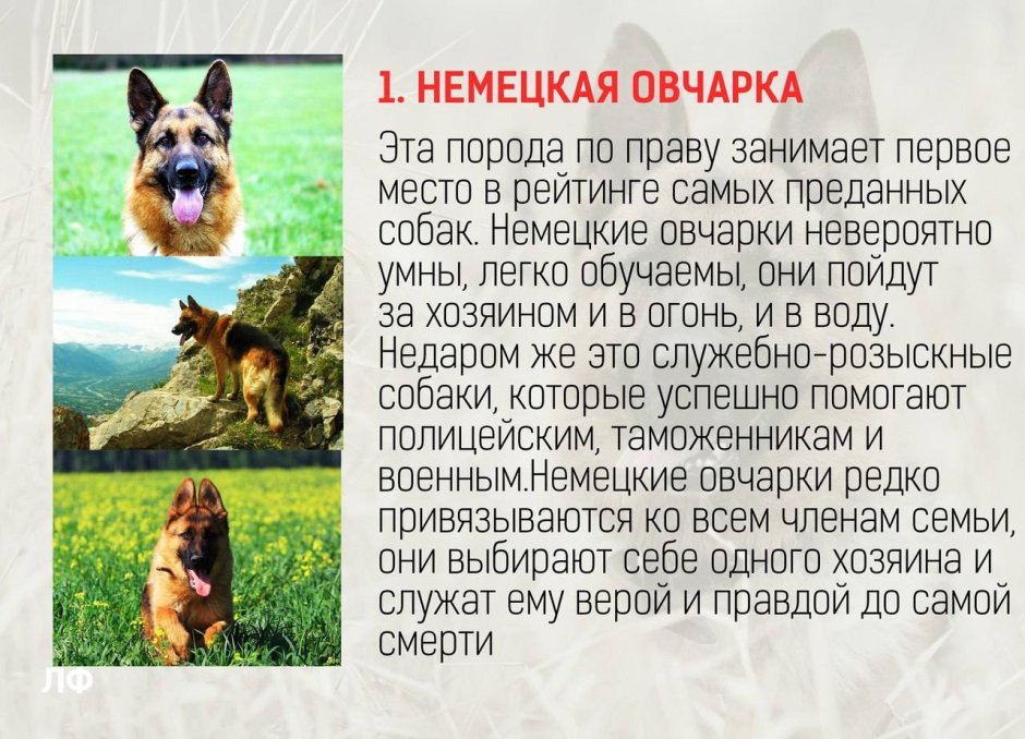 Веймаранер голубой