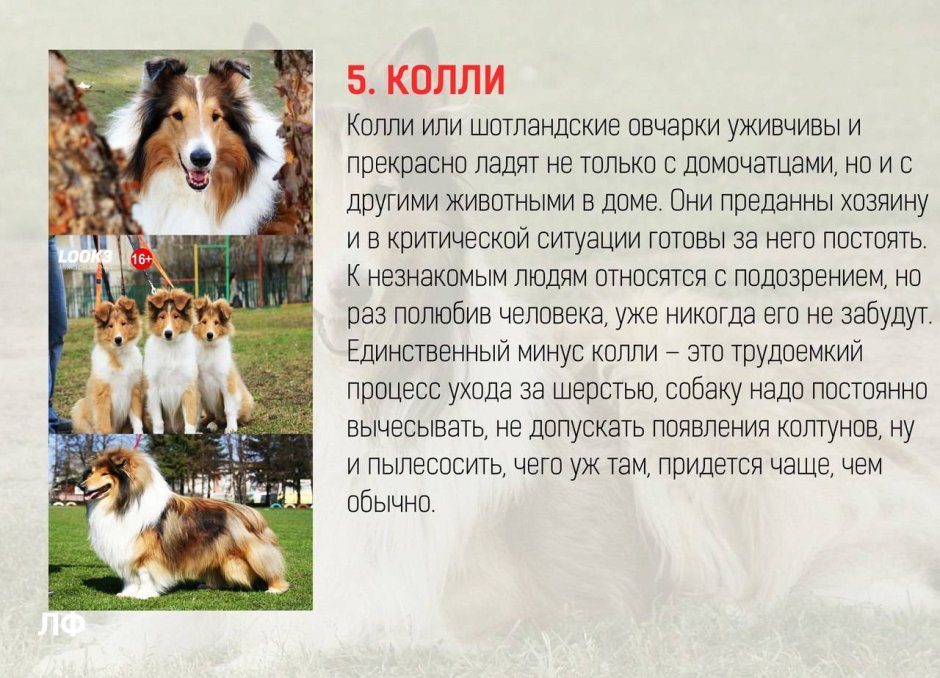 Собака бордер колли