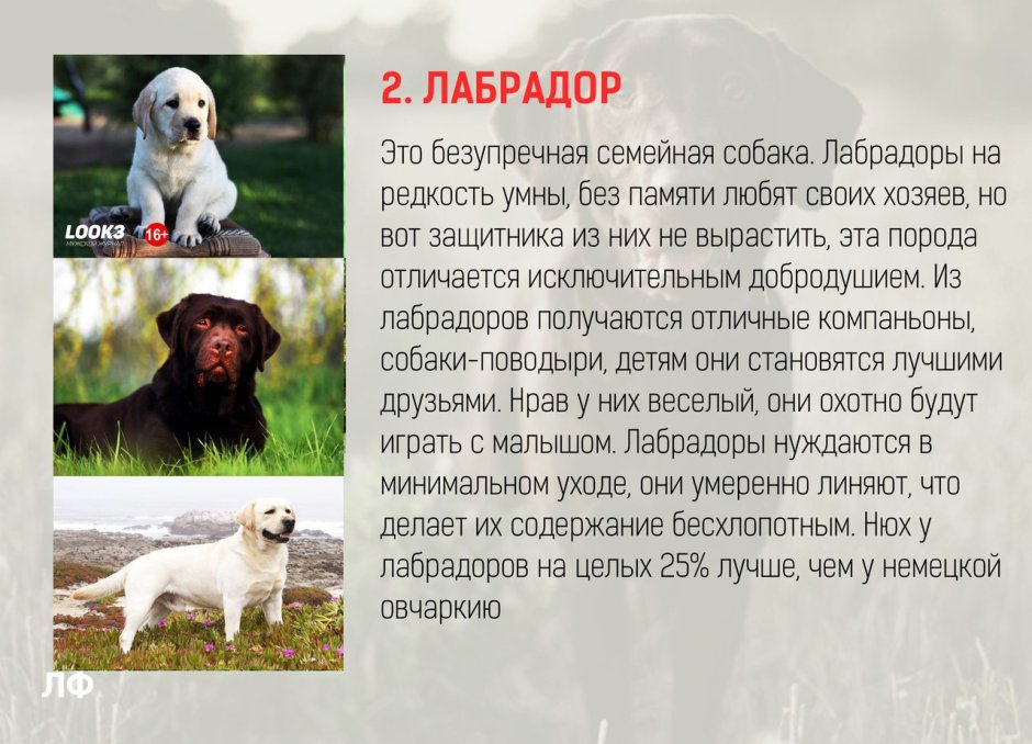 Шелти и бордер колли