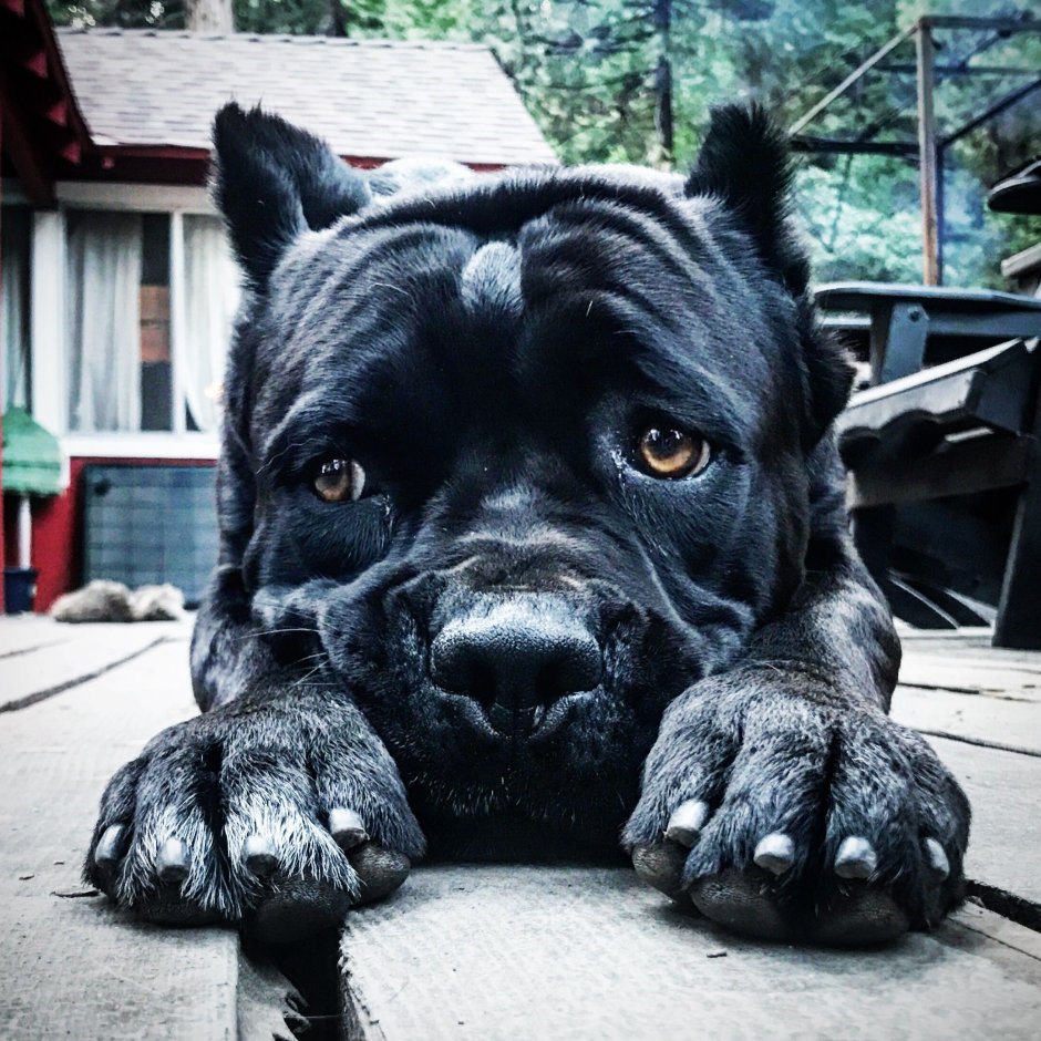 Dog Beast