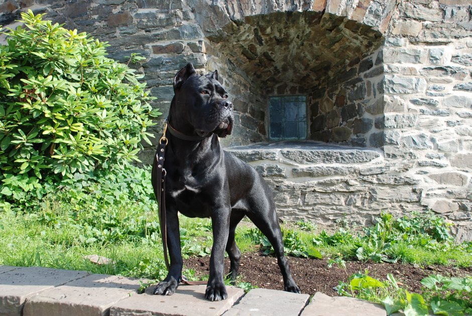 Порода собак Cane Corso