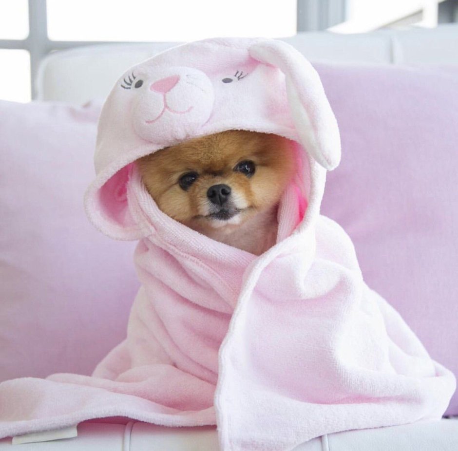 Померанский шпиц jiffpom