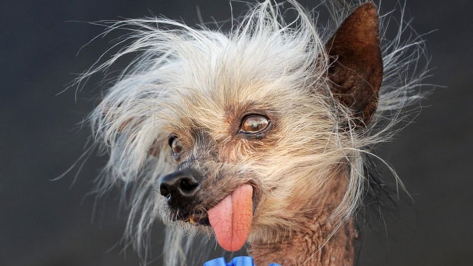 Chinese Crested hairless hairy