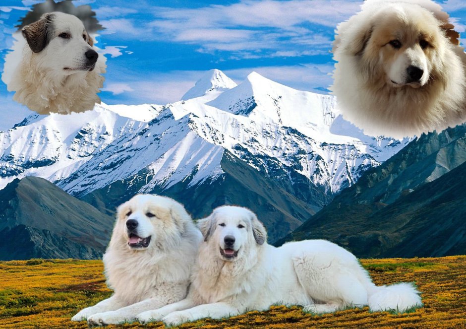 Great Pyrenees Puppy
