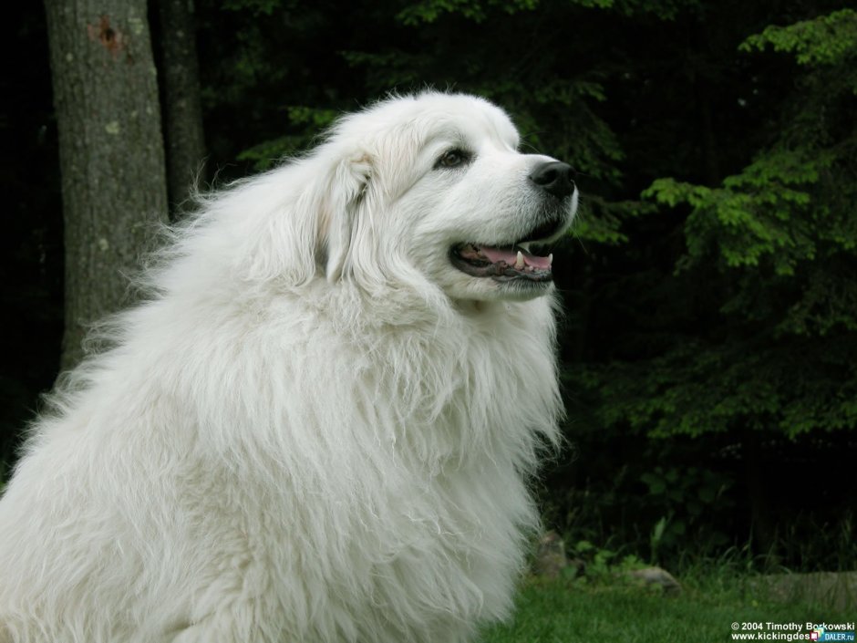 Great Pyrenees
