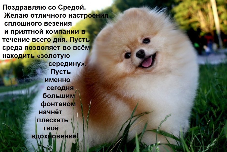 Порода шпиц померанец