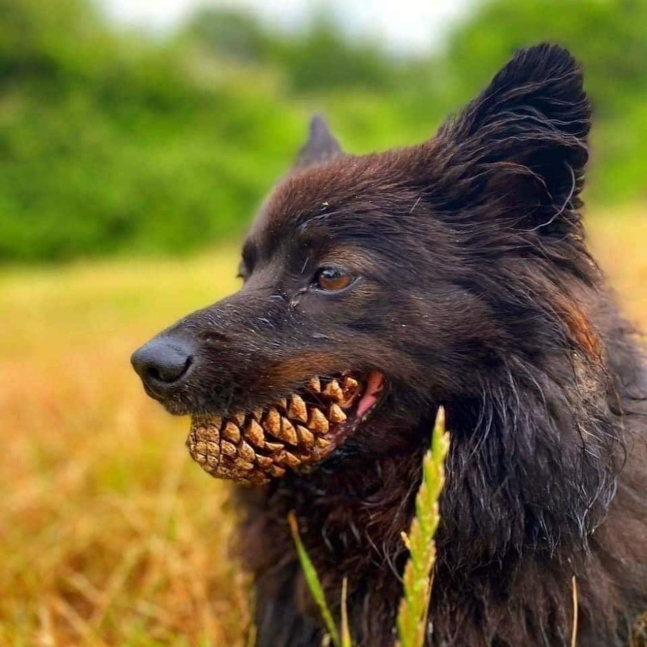 Бордер колли Блю Мерль